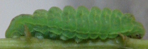 Final Larvae Side of White-banded Line-blue - Nacaduba kurava parma